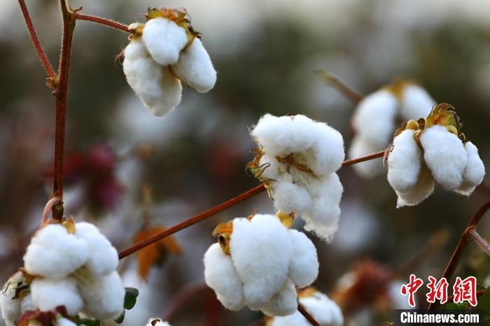 朵朵棉花吐絮盛開?！⑵G敏 攝