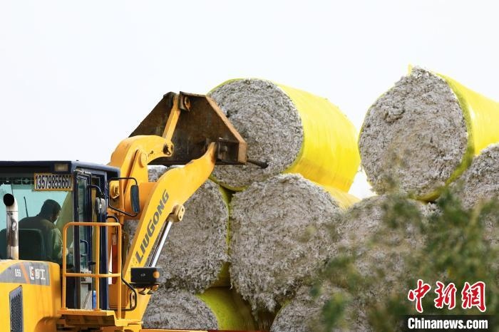 叉車將采棉機吐出的“金蛋蛋”裝車。　高雙強 攝