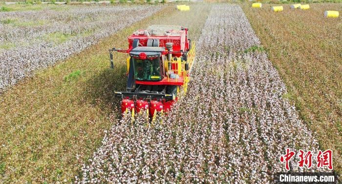 采棉機正在采收棉花，猶如在五線譜上跳動的音符，正在演奏豐收的樂章?！∷谓?攝