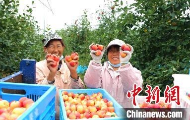 圖為興安盟沙果迎豐收?！】朴仪捌煳麄鞑抗﹫D