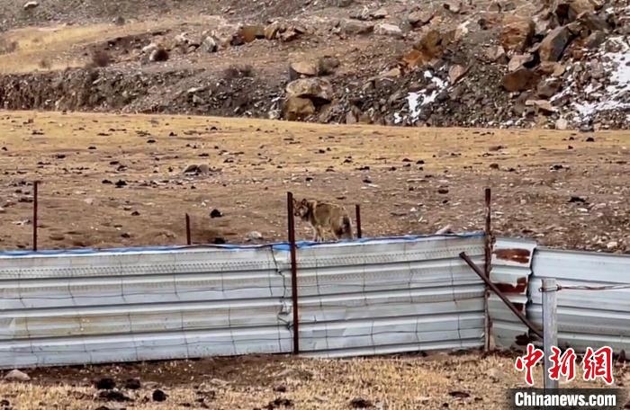 圖為闖入村民家中的野狼?！∨d?？h公安局溫泉派出所供圖