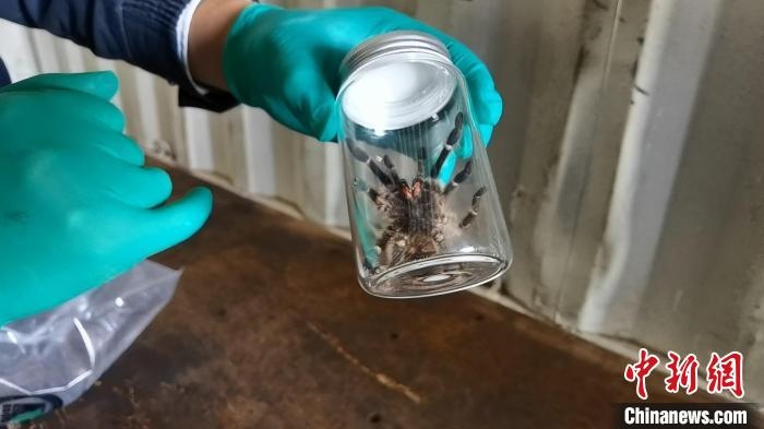 張家港海關(guān)工作人員截獲捕鳥蛛。　王健超 攝