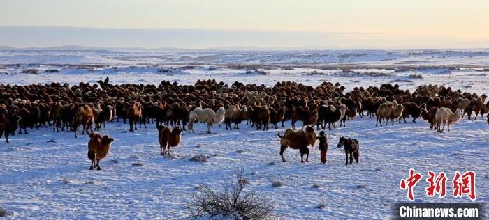 進(jìn)入冬季，駱駝在戈壁灘上散養(yǎng)?！」o琨 攝