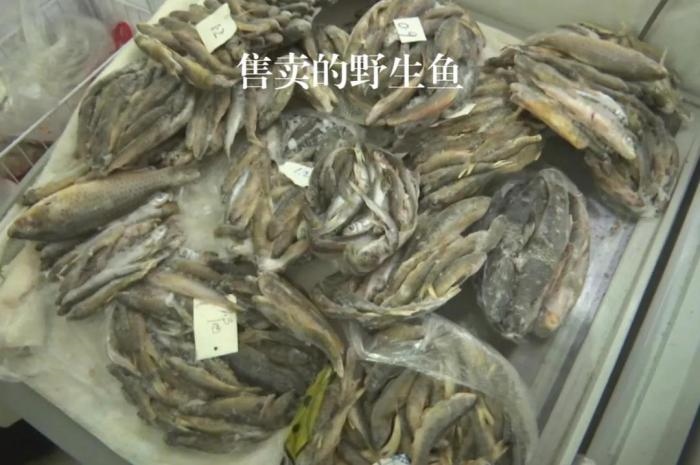 2021年12月6日，督察組現(xiàn)場隨機(jī)抽查發(fā)現(xiàn)，保護(hù)區(qū)附近餐館仍然存在非法經(jīng)營野生河魚的問題