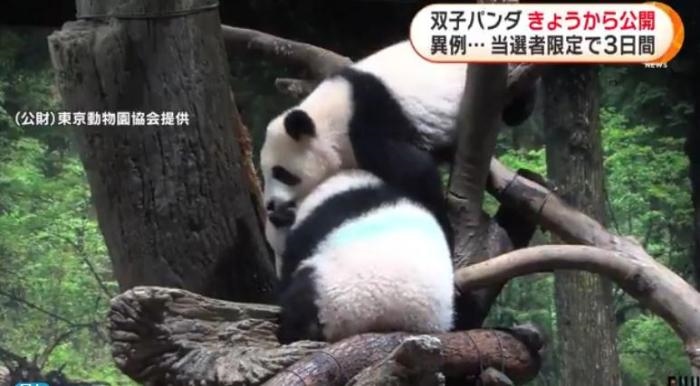 12日，日本東京上野動物園的旅日雙胞胎熊貓開始同游客見面。(圖片來源：日本富士電視臺視頻截圖)