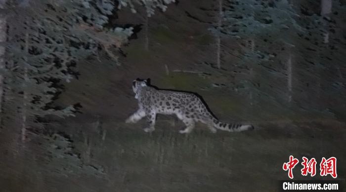 圖為被放歸自然的雪豹(資料圖)?！?nèi)蒙古林草局供圖。