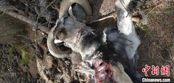 圖為疑似雪豹捕食巖羊的殘骸(資料圖)?！?nèi)蒙古賀蘭山國(guó)家級(jí)自然保護(hù)區(qū)供圖