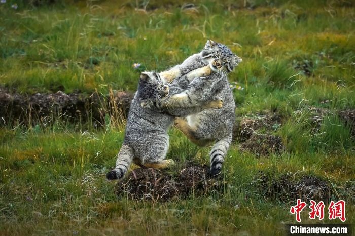 圖為作品《難分伯仲》。　焦生福 攝