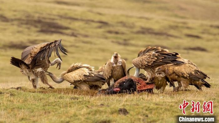 圖為作品《聚會(huì)》?！℃夭疾夭爬?攝