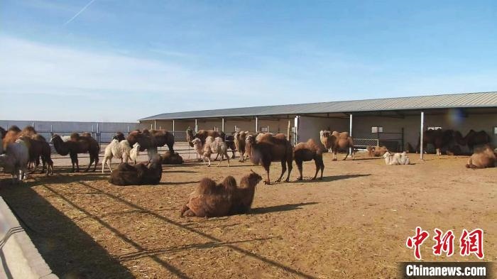 圖為額濟(jì)納旗駝奶產(chǎn)業(yè)基地?！⊥蹰L(zhǎng)梅 攝