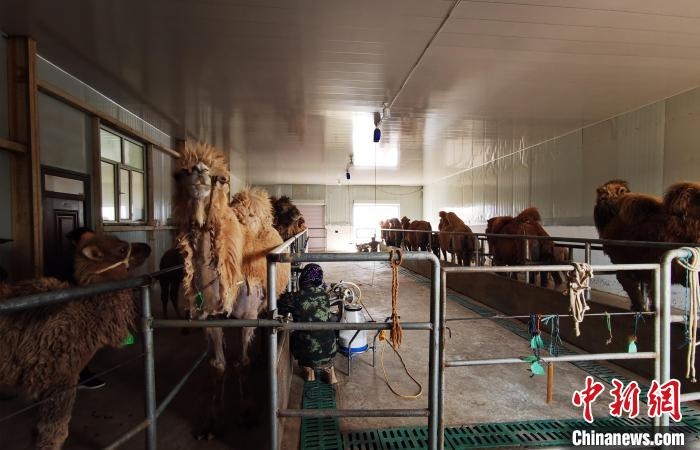 圖為共人正在給駱駝擠奶?！⊥蹰L(zhǎng)梅 攝