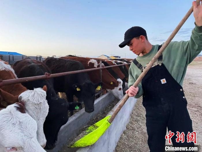 圖為敖木希勒在喂牛?！“侥鞠＠展﹫D