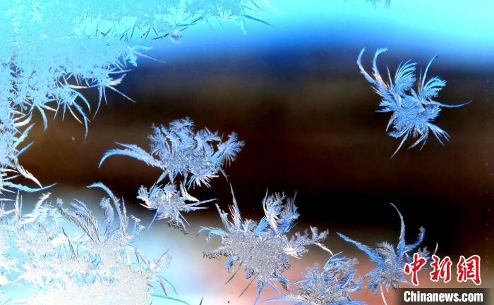 玉樹瓊枝盈滿窗?！O書程 攝