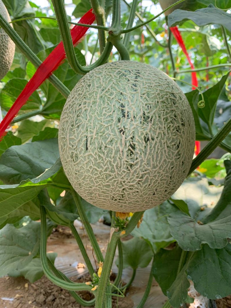 1595738360542372.jpg 1595735069369959.jpg