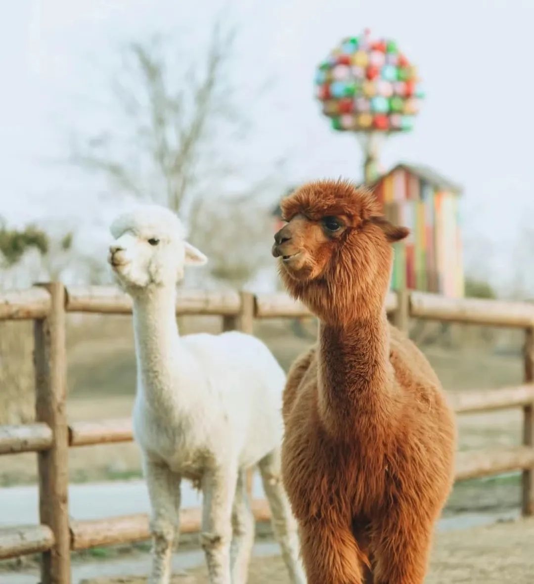 1704448620348901.jpg 7.jpg