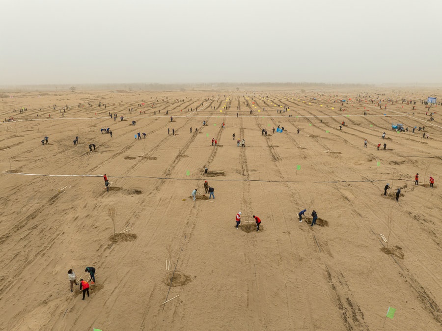 在高力板鎮(zhèn)花道卜和沙木嘎嘎查治理區(qū)，廣大干部群眾手植新綠，播種希望 （攝影：包寶音德力格爾）.JPG