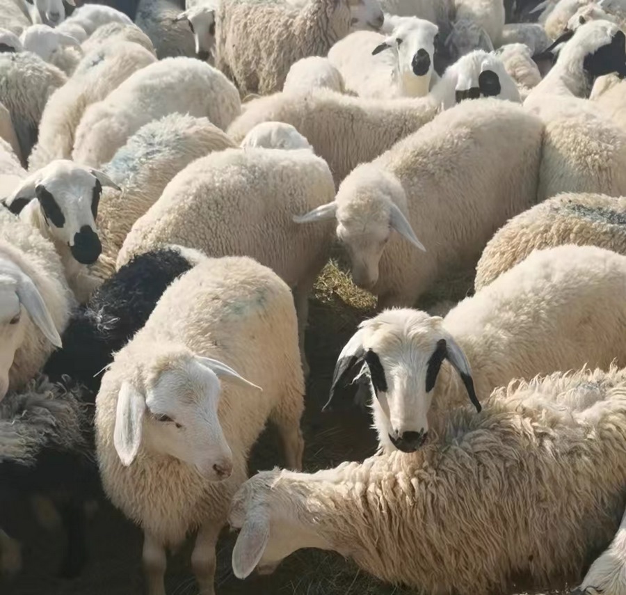 1721015072110441.png 7.png