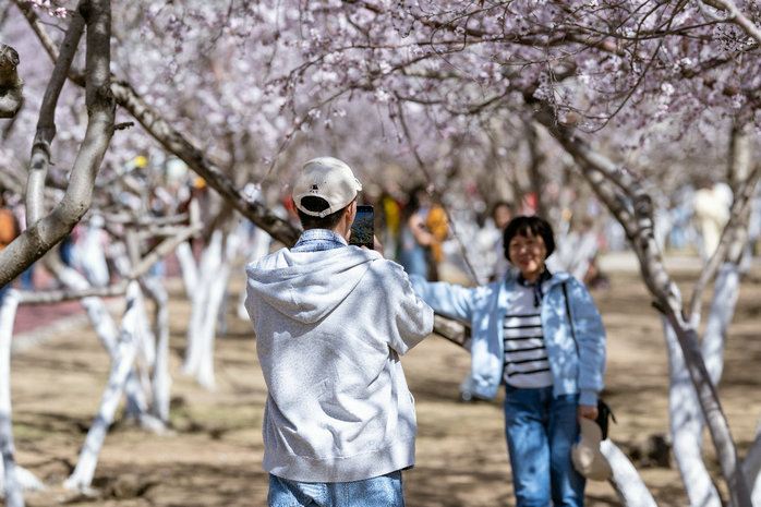 1744084918110759.jpg 桃花4.jpg