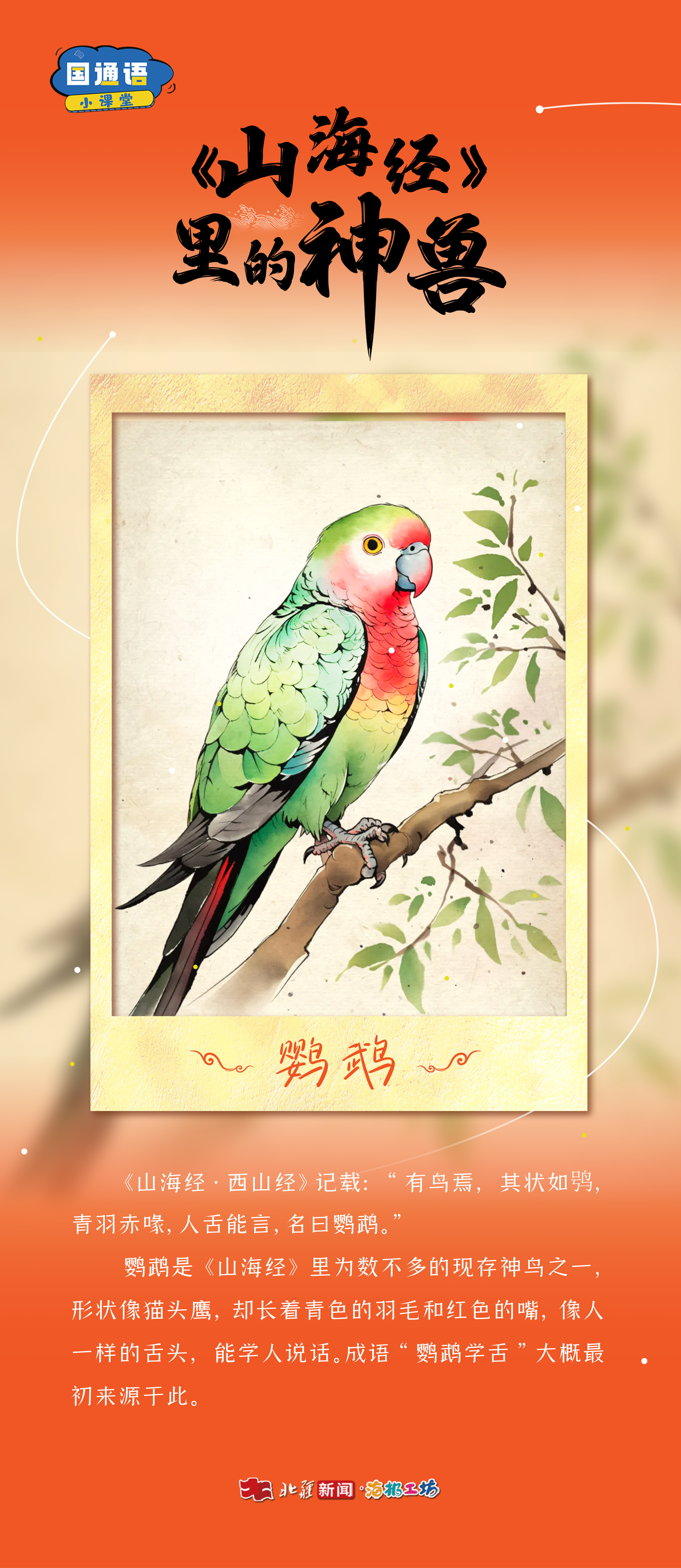 鸚鵡.jpg
