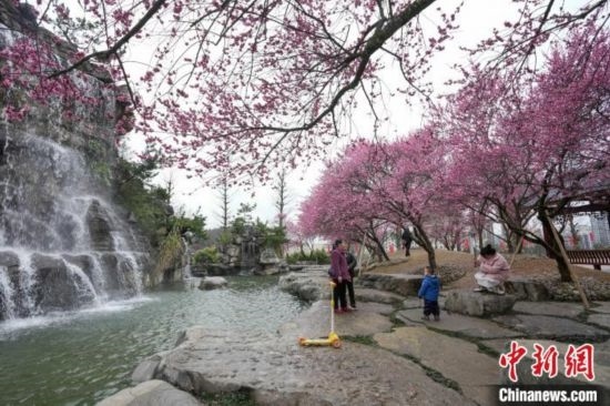 2月23日，市民在乾藝梅園景區(qū)觀賞綻放的梅花。陳興輝 攝