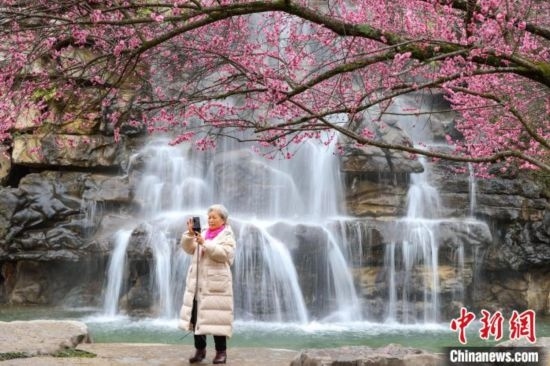 2月23日，市民在乾藝梅園景區(qū)拍攝綻放的梅花。瞿宏倫 攝