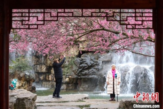 2月23日，市民在乾藝梅園景區(qū)觀賞拍攝綻放的梅花。瞿宏倫 攝