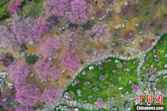 2月23日，航拍乾藝梅園景區(qū)綻放的梅花。瞿宏倫 攝