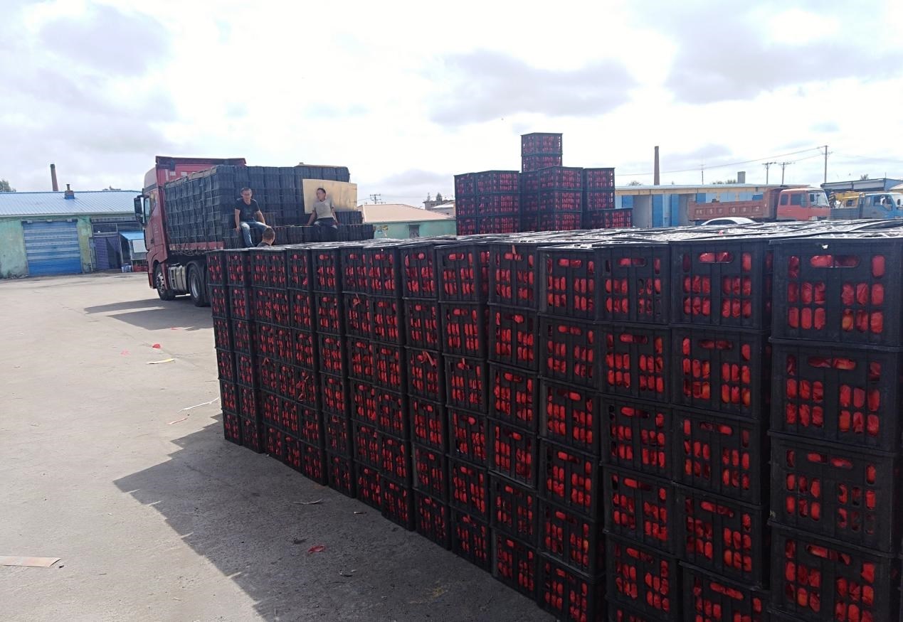 　　外銷的蔬菜在市場等待拉運(yùn)。受訪者供圖