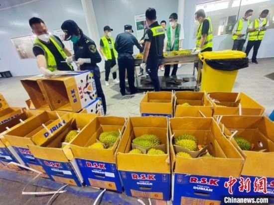 圖為海關(guān)關(guān)員對進(jìn)口榴蓮進(jìn)行查驗(yàn)。黃艷梅 攝
