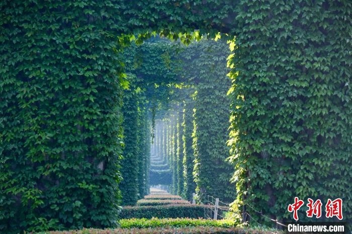 成都二環(huán)高架橋墩被植被爬滿，形成“綠野仙蹤”景觀?！埨?攝