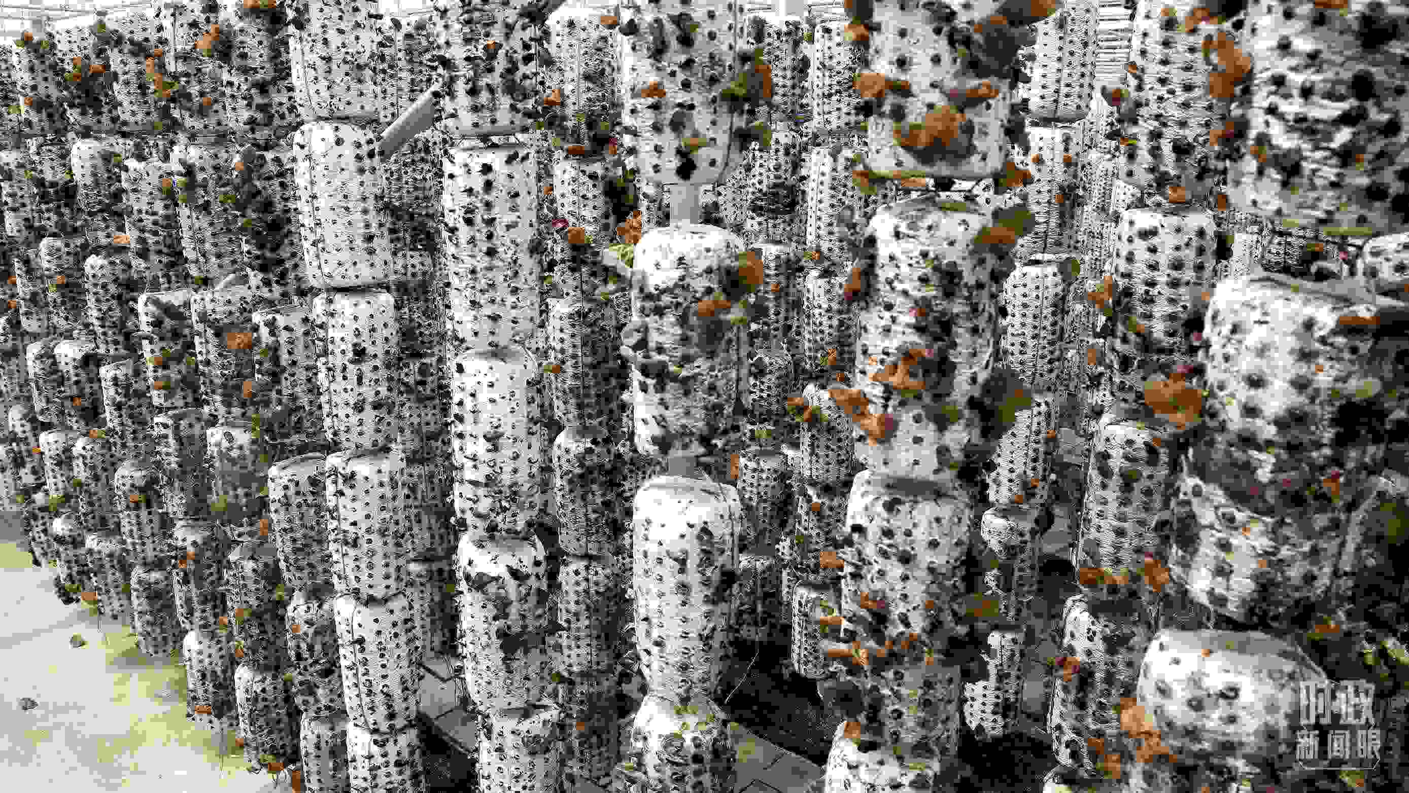 △金米村的小木耳、大產(chǎn)業(yè)。（圖／視覺(jué)中國(guó)）