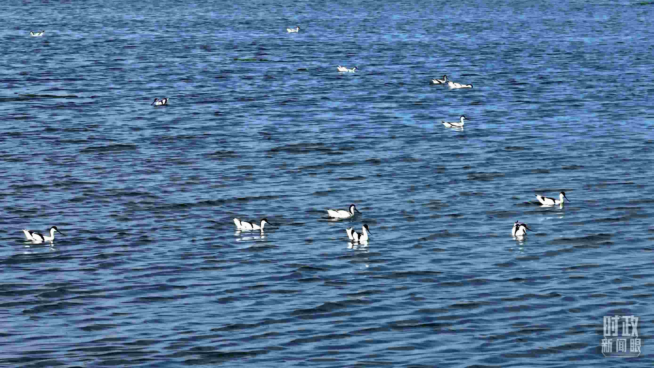 △鹽湖棲息的鳥(niǎo)類(lèi)。（總臺(tái)記者裴大偉、康曉宇拍攝）