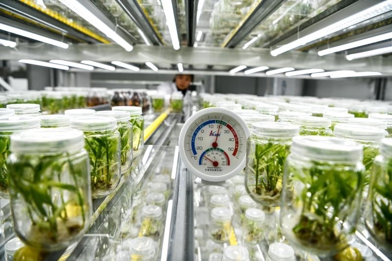 工作人員在貴陽市開陽縣南江蔬菜良種繁育中心的組培中心查看姜苗生長情況（2023年5月23日攝）。新華社記者 楊文斌 攝