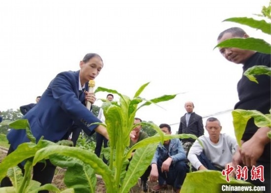 “鄉(xiāng)村學堂”田間現場教學。(資料圖) 唐濤華 攝