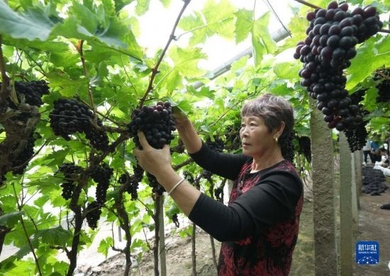 5月26日，唐山市海港經(jīng)濟(jì)開(kāi)發(fā)區(qū)王灘鎮(zhèn)趙灘村農(nóng)民在大棚內(nèi)采摘葡萄。