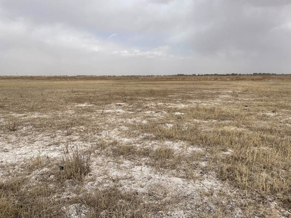 撂荒后的部分地塊已現(xiàn)鹽堿。 人民網(wǎng)記者 楊喬攝
