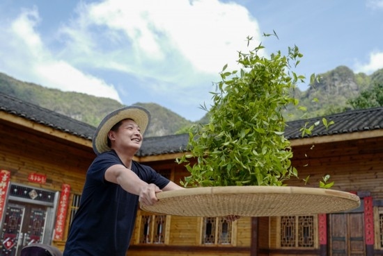 2023年4月19日，重慶市南川區(qū)德隆鎮(zhèn)茶樹村一個居民點，制茶工藝傳承人在幫助村民翻曬新鮮茶葉。