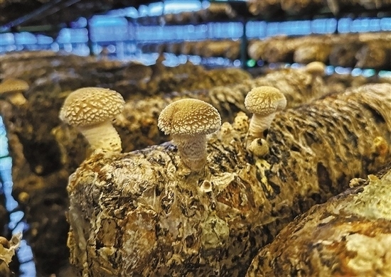 龍游數(shù)智大棚種植的花菇。 記者 祝梅 攝