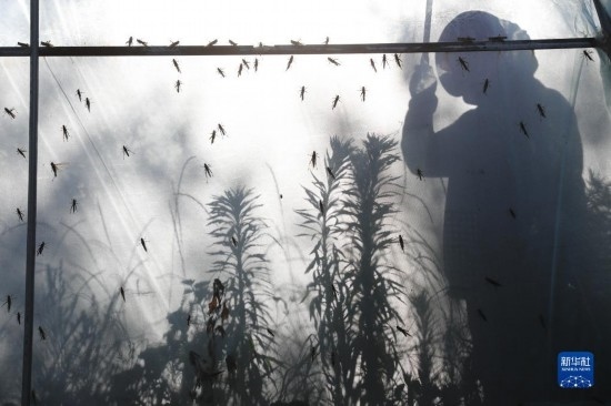 6月21日，山東省樂陵市西段鄉(xiāng)岔河村東亞飛蝗養(yǎng)殖基地的養(yǎng)殖戶在大棚內(nèi)忙碌。新華社記者 范長(zhǎng)國(guó) 攝