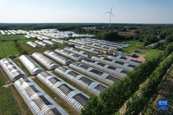 這是6月21日在山東省樂陵市西段鄉(xiāng)岔河村拍攝的東亞飛蝗養(yǎng)殖基地（無人機(jī)照片）。新華社記者 范長(zhǎng)國(guó) 攝