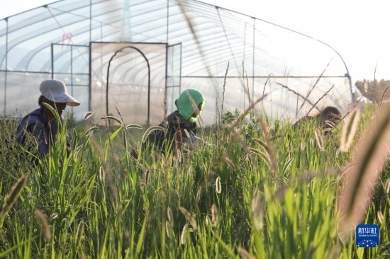6月21日，山東省樂陵市西段鄉(xiāng)岔河村東亞飛蝗養(yǎng)殖基地的螞蚱養(yǎng)殖戶在割草。新華社記者 范長(zhǎng)國(guó) 攝