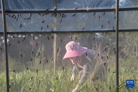 6月21日，山東省樂陵市西段鄉(xiāng)岔河村東亞飛蝗養(yǎng)殖基地的螞蚱養(yǎng)殖戶在割草。新華社記者 范長(zhǎng)國(guó) 攝