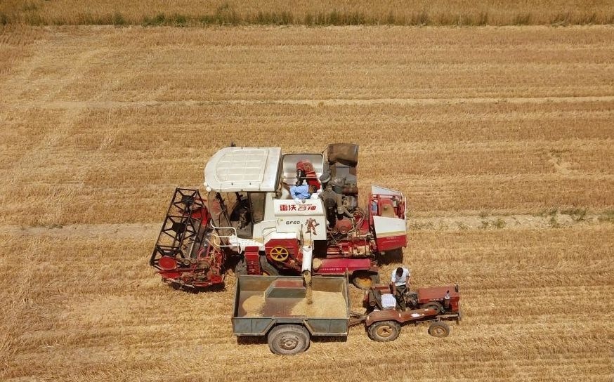 2023年6月14日，在山東省臨邑縣林子鎮(zhèn)，聯(lián)合收割機(jī)在收獲小麥。