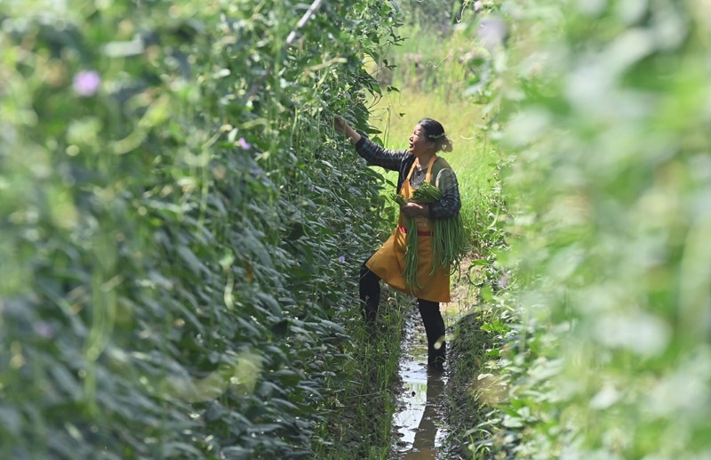 2023年6月15日，在廣西柳州市鹿寨縣中渡鎮(zhèn)石墨村，村民在高標(biāo)準(zhǔn)農(nóng)田里采收豆角。