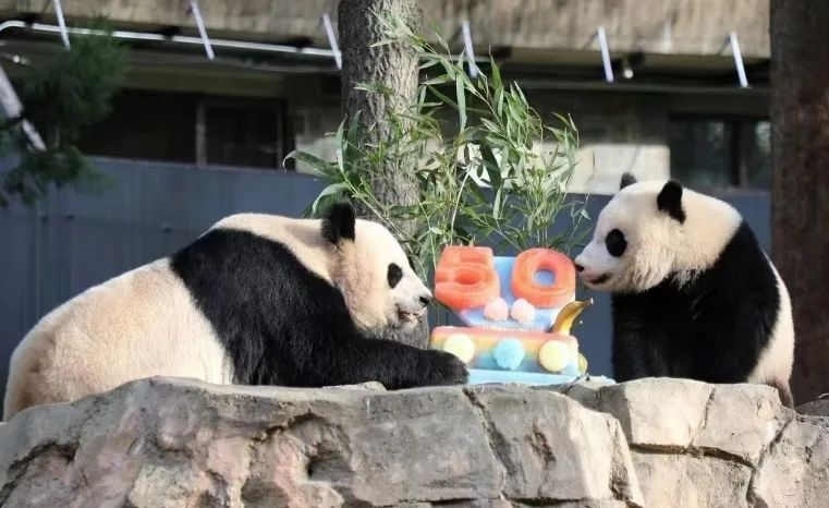 2022年，美國國家動物園舉辦活動慶祝大熊貓抵美50周年，園方為大熊貓“美香”“添添”和“小奇跡”一家三口準(zhǔn)備了有“50”字樣的冰凍水果蛋糕。（圖片來源：雅安市廣播電視臺）