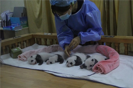 成都大熊貓繁育研究基地成立于1987年，先后攻克了大熊貓人工飼養(yǎng)與管理、繁殖與育幼、疾病防控與種群遺傳管理等關(guān)鍵技術(shù)難題，建成全球最大的大熊貓人工繁育遷地保護(hù)種群，數(shù)量達(dá)230余只。（圖片來源：成都大熊貓繁育研究基地網(wǎng)站）