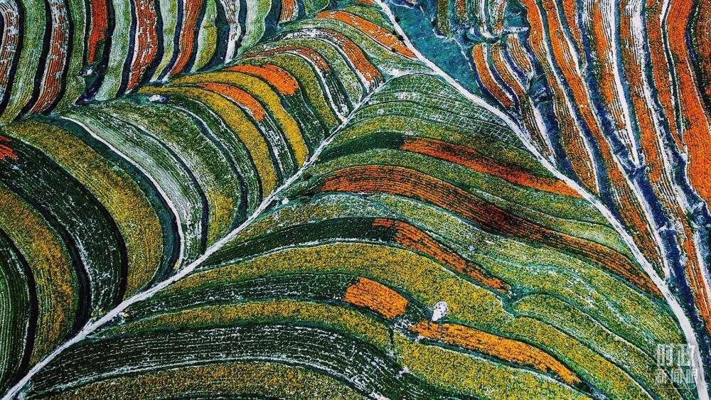 寧夏彭陽縣。萬壽菊與格?；ㄊ㈤_在錯(cuò)落的山間梯田上。（總臺(tái)國廣記者李晉拍攝）