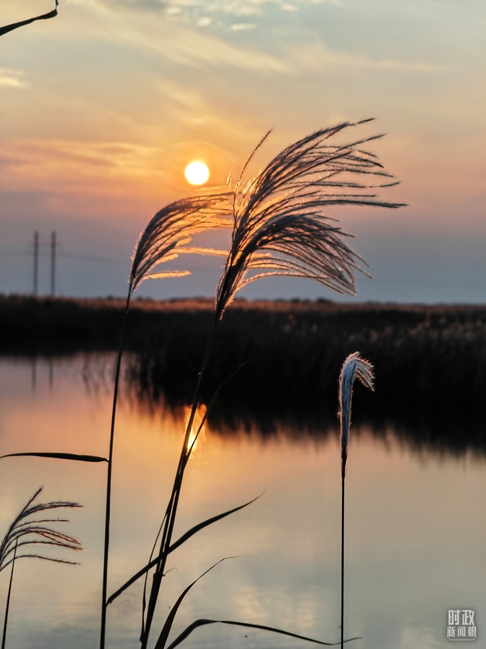 2021年10月，習(xí)近平赴山東東營考察黃河入海口。黃河三角洲濕地，蘆葦飄蕩。（總臺(tái)央視記者彭漢明拍攝）