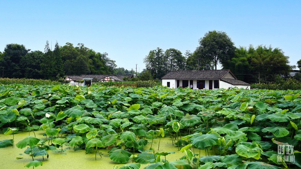 四川眉山，永豐村荷塘。2022年6月，習(xí)近平曾到此調(diào)研鄉(xiāng)村振興情況。（總臺(tái)央廣記者潘毅拍攝）