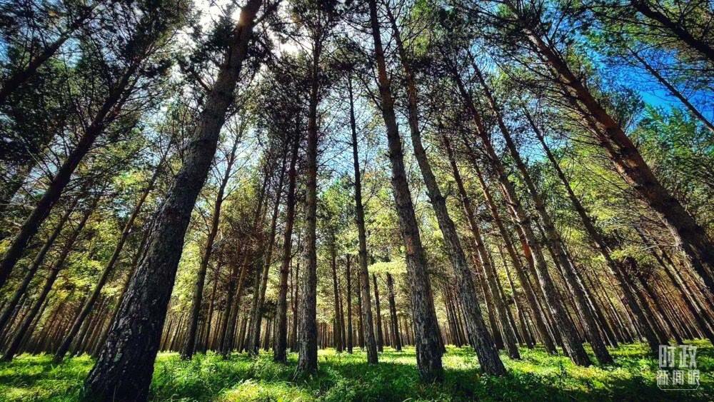 河北塞罕壩。（總臺(tái)央視記者謝曉光拍攝）